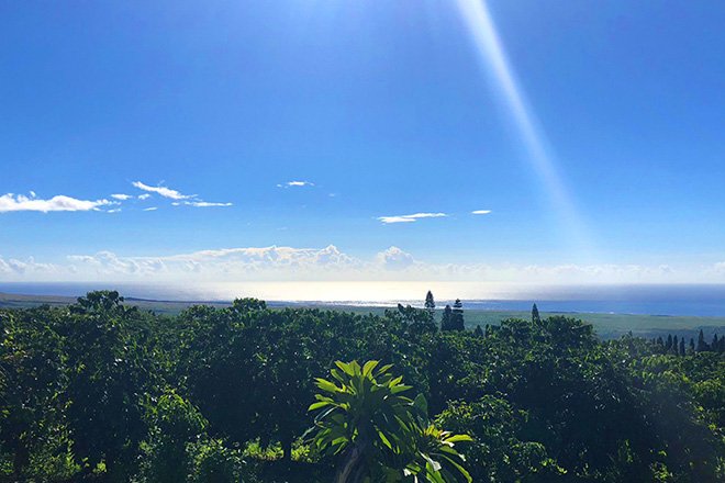 農園の木々の向こうに海と空が広がる遠景