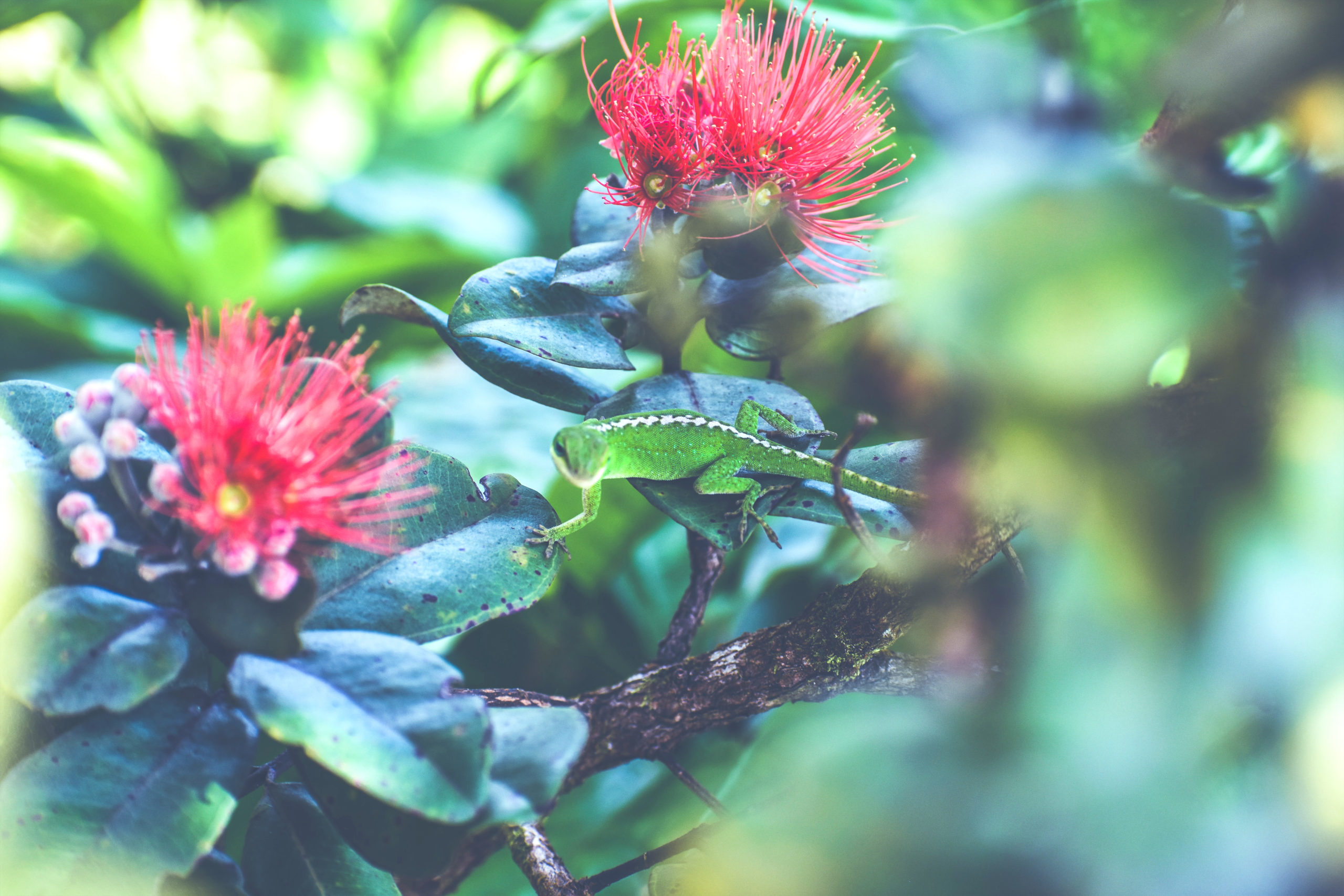 A green lizard perched on a red flower