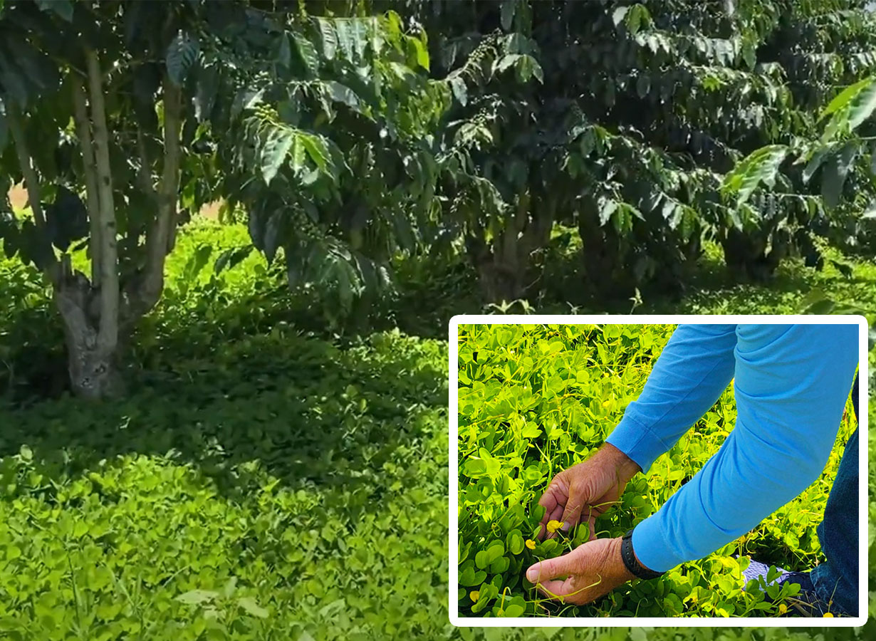 コーヒーの木の根元に広がる黄色い花の下草と、それを手で確かめる農園での作業の様子