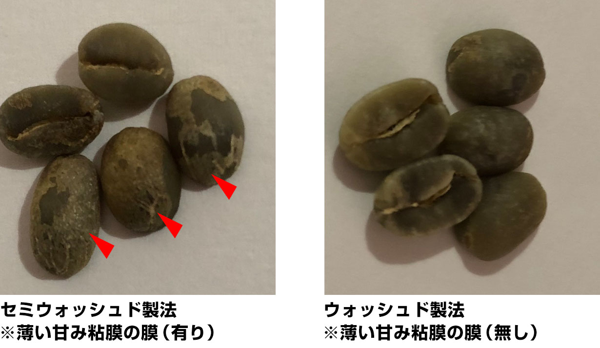 セミウォッシュド製法の豆(薄い甘み粘膜の膜あり・赤い矢印つき)とウォッシュド製法の豆(膜なし)を並べた比較写真