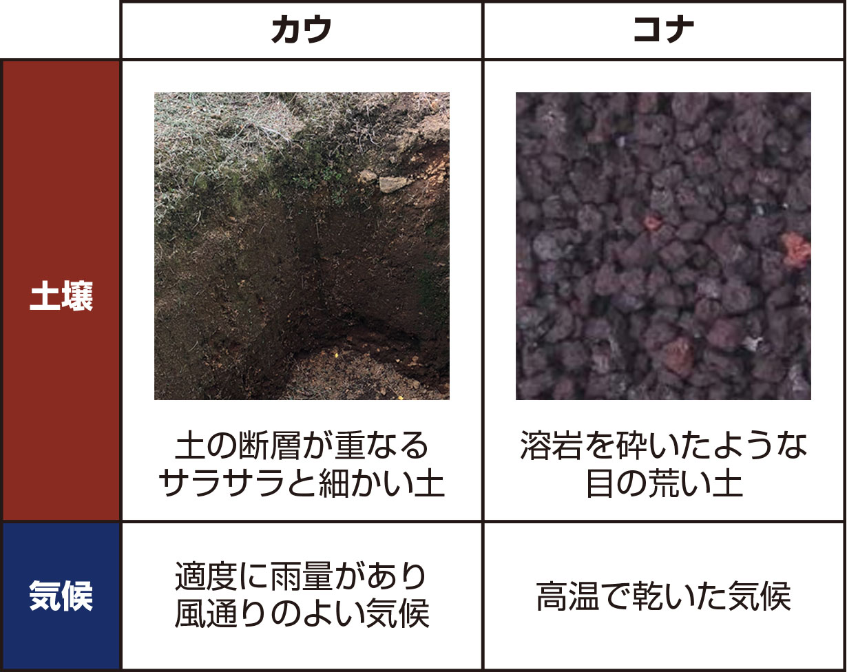 カウとコナの土壌と気候を写真で比較した図。カウは細かい土と適度な雨、コナは目の荒い土と乾いた気候