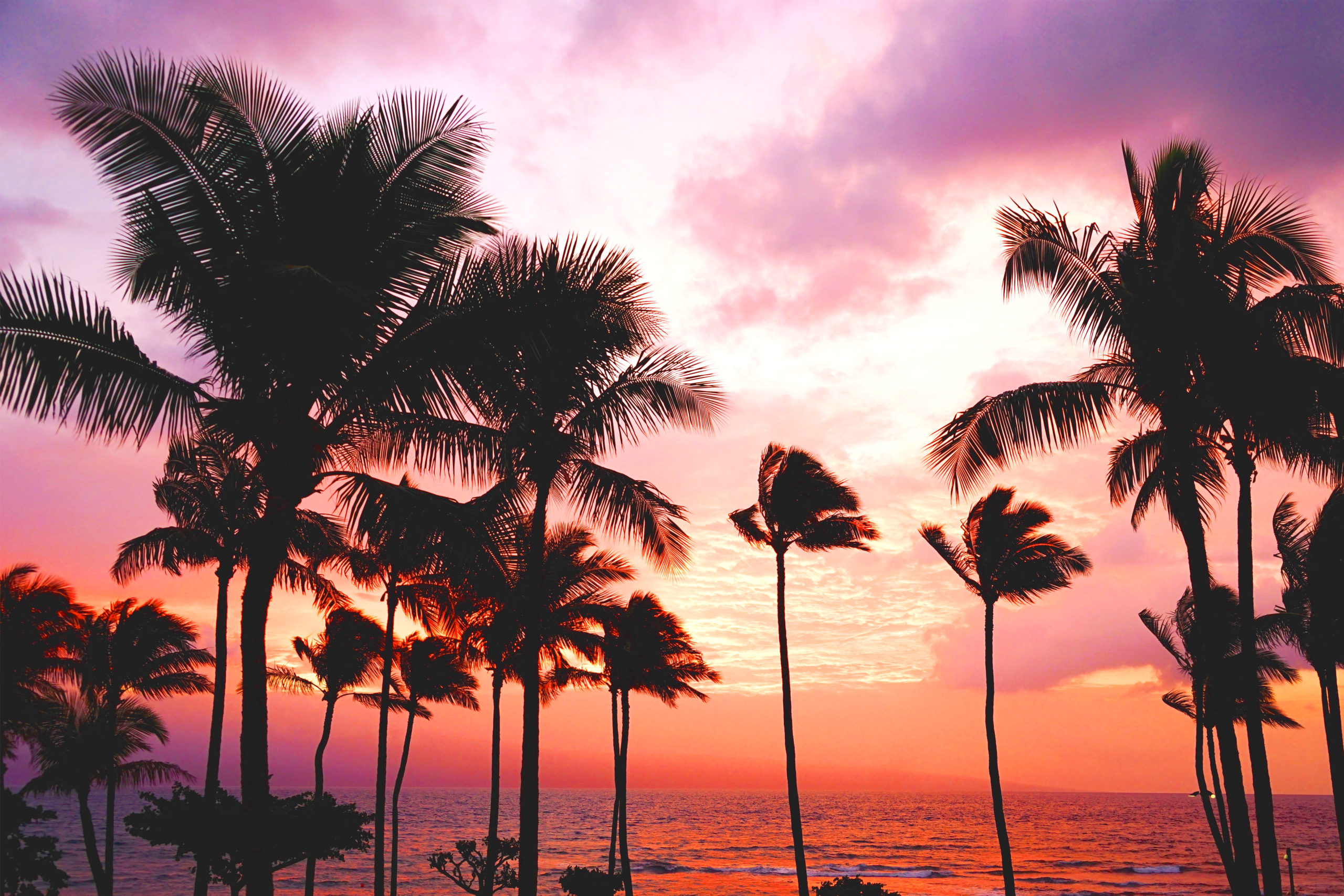 Silhouettes of palm trees against a sunset sky and the sea