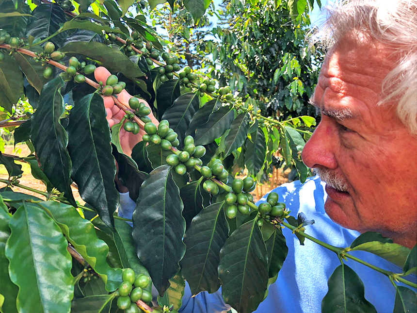 Farm owner John Ah San taking a close look at green, unripe coffee cherries on a branch
