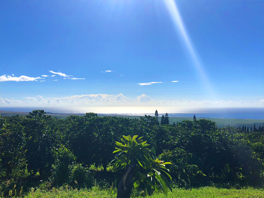 Kau Ocean Vista Coffee Estate から見下ろす太平洋と青空。手前にコーヒーの木が広がる