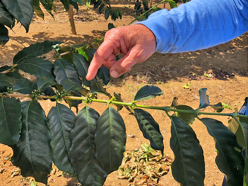 A hand pointing to tiny cherries and buds on a coffee branch, with reddish-brown soil below