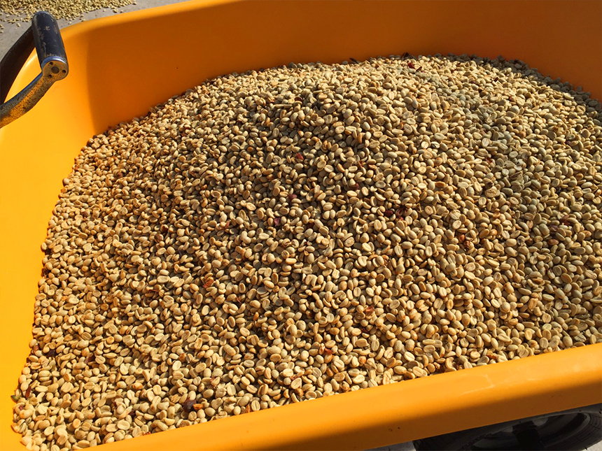 An orange wheelbarrow heaped with pale, freshly pulped coffee beans