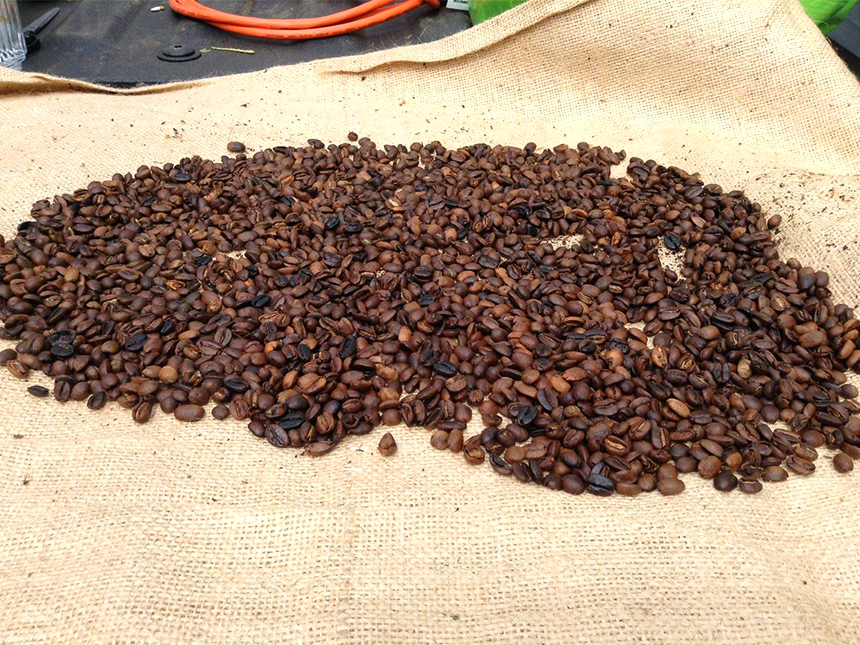 Roasted coffee beans spread out on burlap