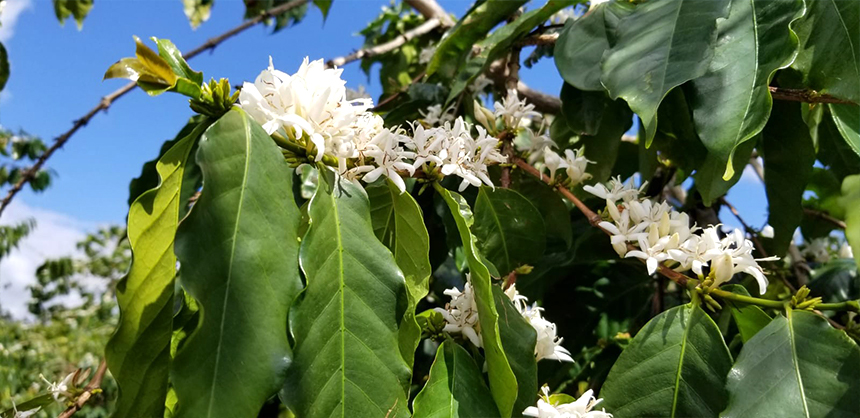 Close-up of white coffee blossoms clustered along a branch