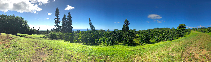 Panorama of the farm: green lawn, tall trees, rows of coffee trees and blue sky