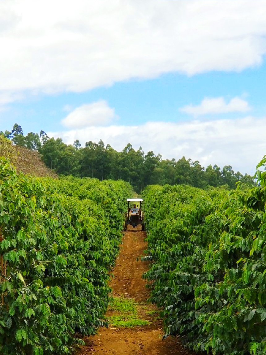 A tractor moving along a red-dirt lane between rows of tall coffee trees