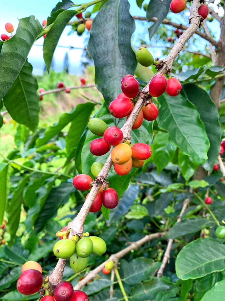 枝に実った赤と緑のコーヒーチェリー