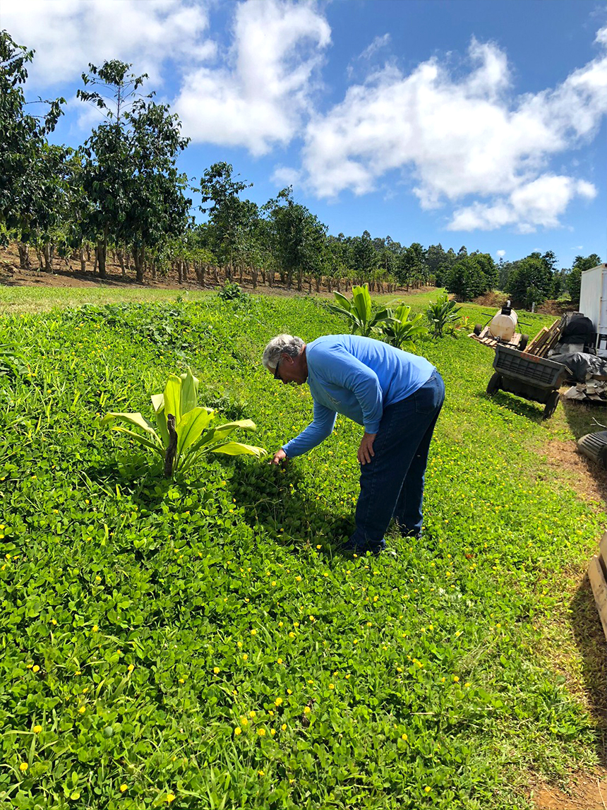 Farm owner John Ah San bending down to check a ground cover of small yellow flowers in the field