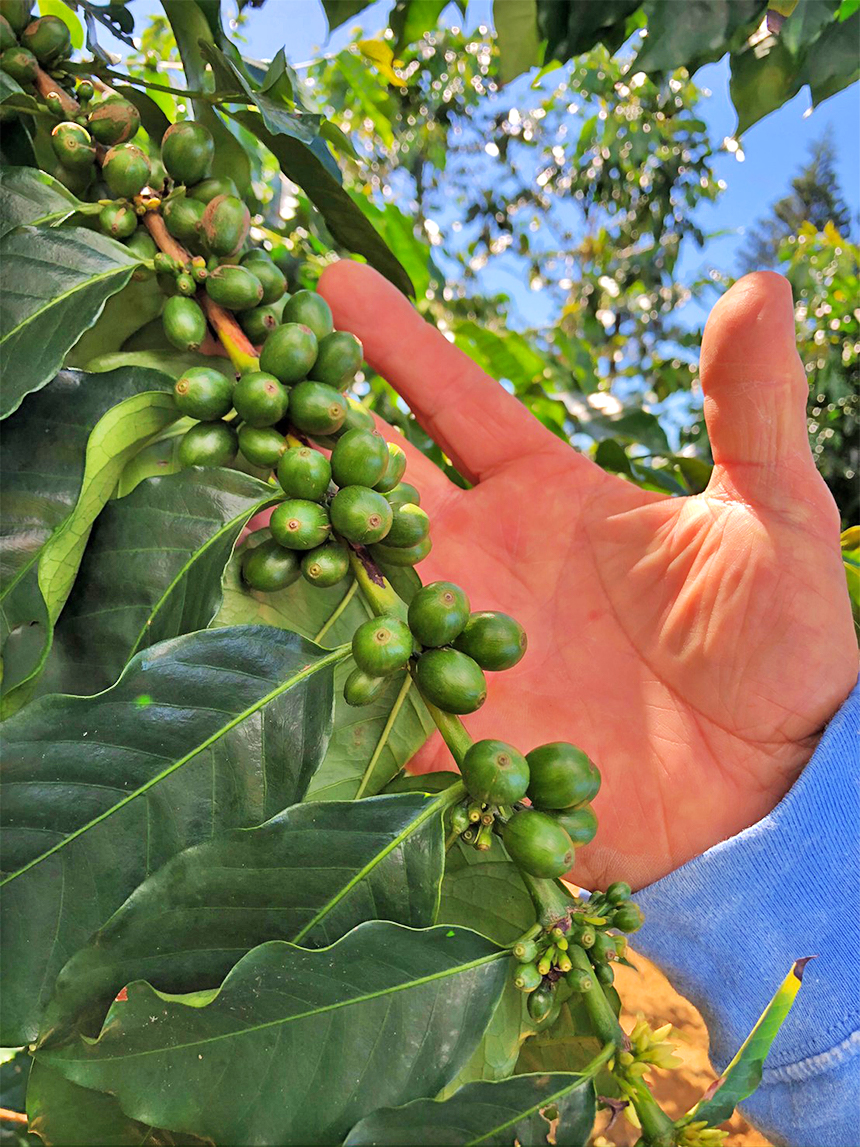 A branch packed with green coffee cherries next to an open palm