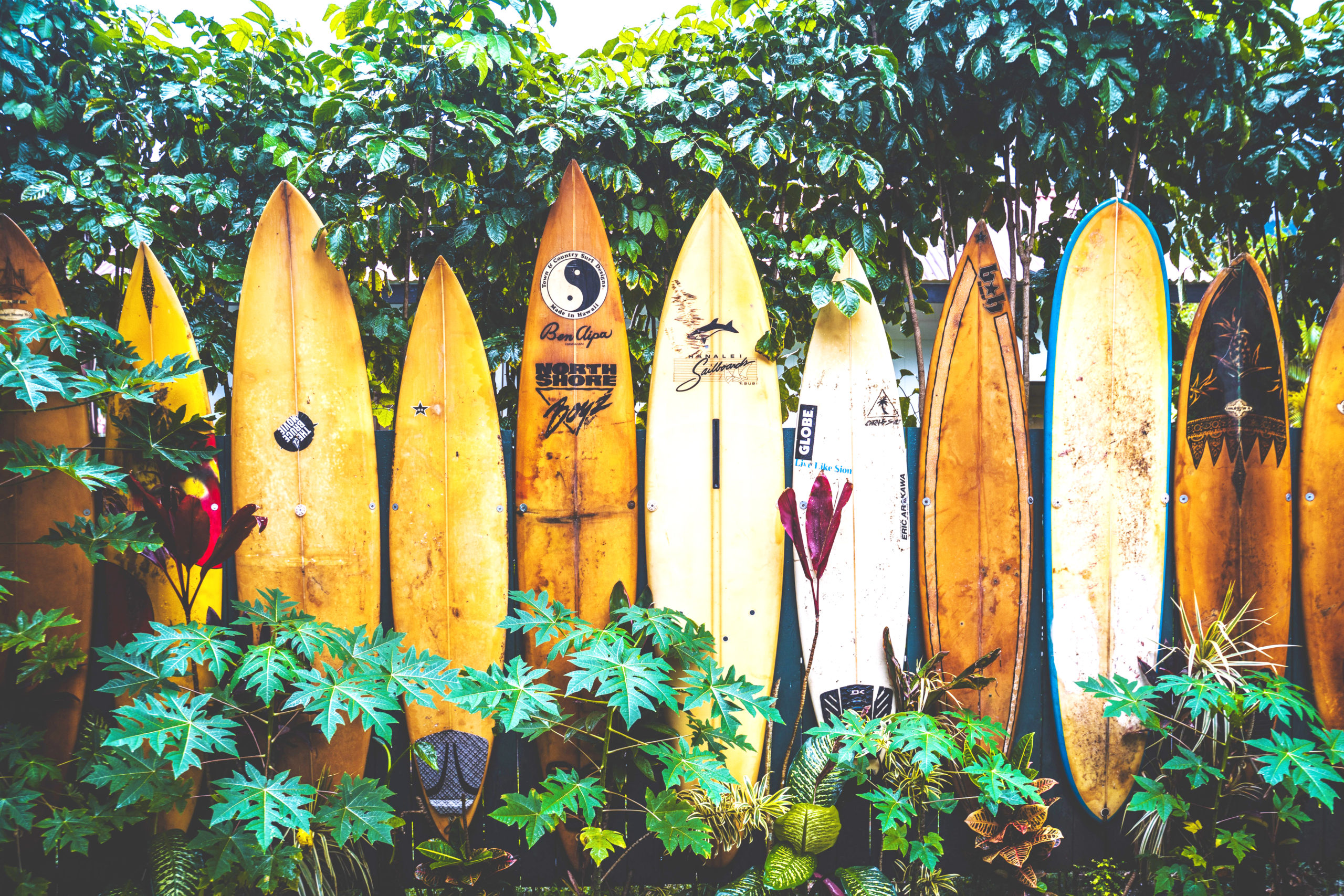 Colorful surfboards lined up against a fence among tropical plants