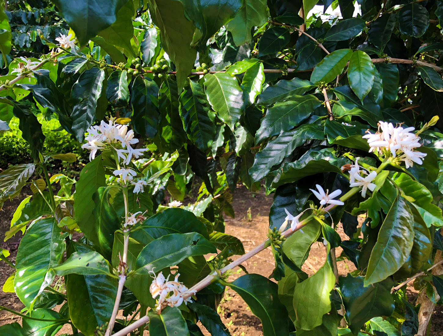 White coffee blossoms on the trees at Kau Ocean Vista Coffee Estate, with the bare soil of the rows behind