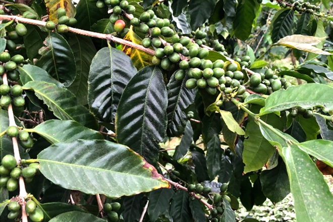 Coffee trees on the farm at the time of the 2018 eruption, with white specks of volcanic ash on the green cherries and leaves