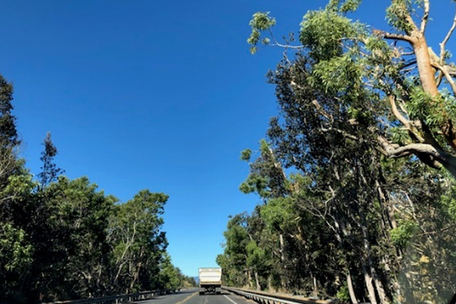 ボルケーノ国立公園の木々の間を抜ける道路と、前を走るトラック