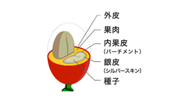コーヒーチェリーの断面図。外側から外皮、果肉、内果皮（パーチメント）、銀皮（シルバースキン）、中心に種子