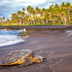 美ら海ハワイ Amazon.co.jp: シンフォレストDVD 絶景ハワイ ~海と大地が